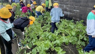 写真：大根抜き
