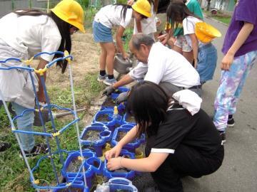 写真：4年生・河内木綿の植え替え1