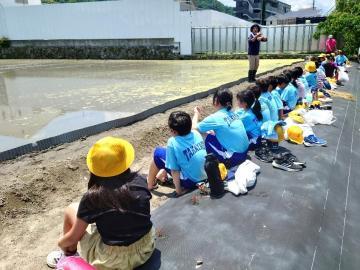 写真：5年生・代かき体験1