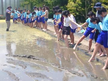 写真：5年生・代かき体験2