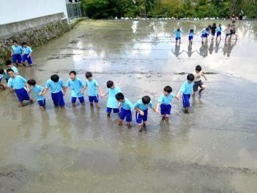 写真：5年生・代かき体験3