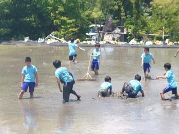 写真：5年生・代かき体験5