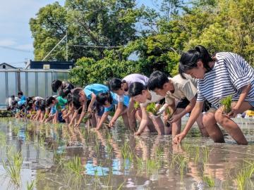 写真：5年生・田植え体験2