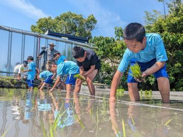 写真：5年生・田植え体験3