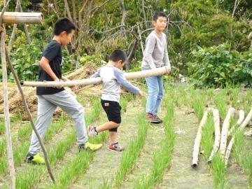 写真：5年生・脱穀体験4
