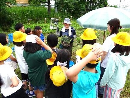 4年生・河内木綿の植え替え01