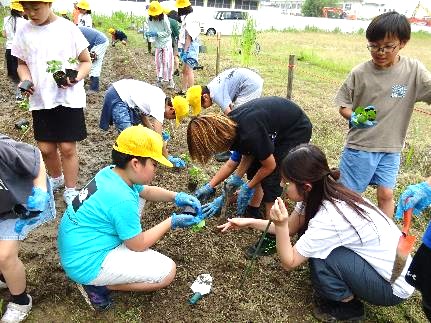 4年生・河内木綿の植え替え02