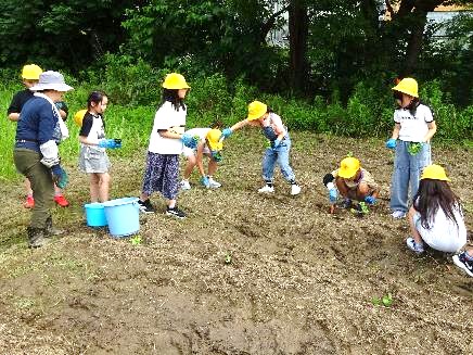 4年生・河内木綿の植え替え03