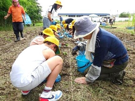 4年生・河内木綿の植え替え04