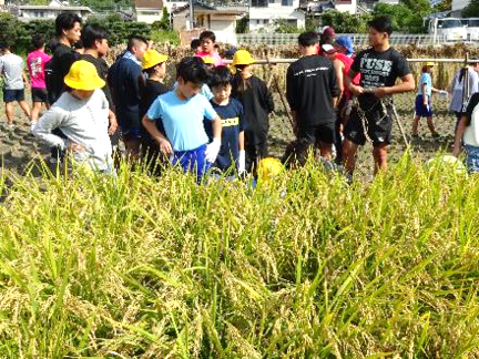 5年生・稲刈り体験25