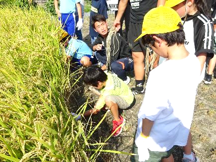 5年生・稲刈り体験26