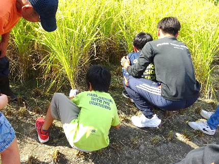 5年生・稲刈り体験27