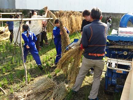 5年生・脱穀体験32