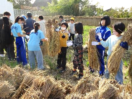 5年生・脱穀体験33