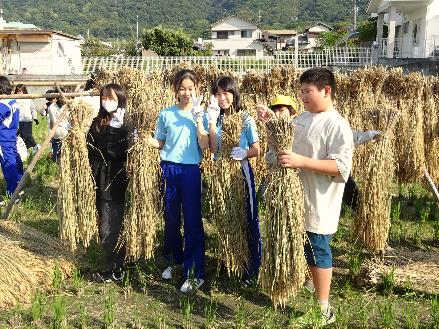 5年生・脱穀体験34