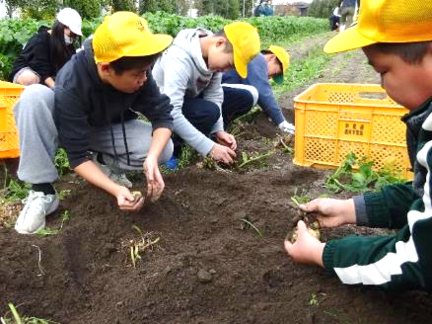 6年生・ジャガイモ収穫体験43