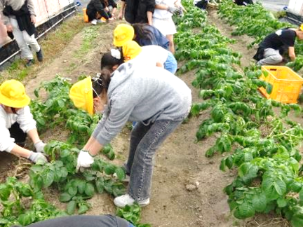 6年生・ジャガイモ収穫体験47