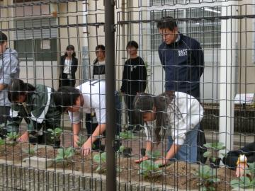 写真：ハボタンの定植作業1