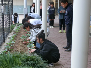 写真：ハボタンの定植作業3