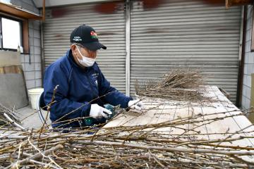 写真：ハナモモの枝をそろえる植田さん