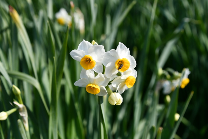 スイセンの花