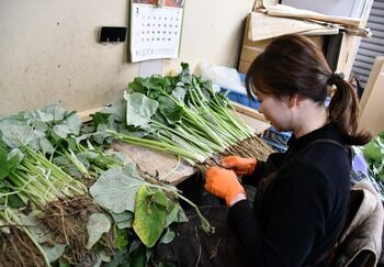 作業場で細かいひげを刈り取る様子