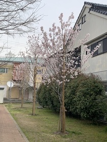 万博の桜　開花状況