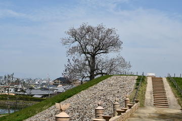 写真：しおんじやま古墳と桐の木