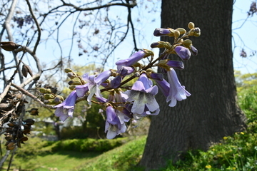 写真：下から見た桐の花