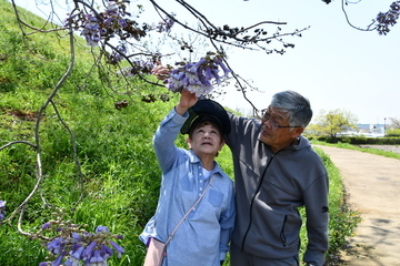 写真：桐の花を見ている夫婦