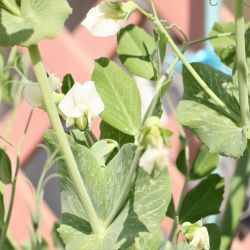 えんどうの花