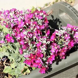 桜草の花