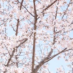 園の桜の写真1
