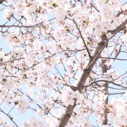 園の桜の写真2