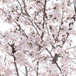 園の桜の写真3