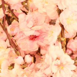 桜のアップ写真