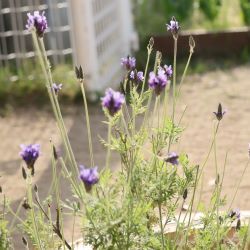 花壇のラベンダーの写真