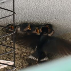 ツバメのヒナの写真