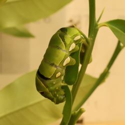 アゲハチョウの緑幼虫の写真
