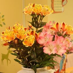 花の写真