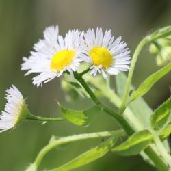 野原の小さな白い花の写真