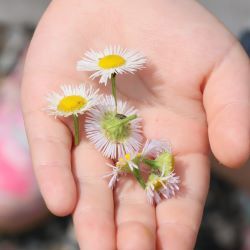 手のひらに小さな花の写真