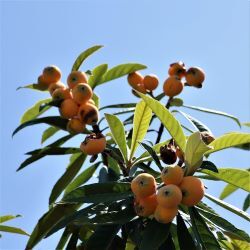 ビワの木の写真