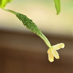ゴーヤの小さな実の写真