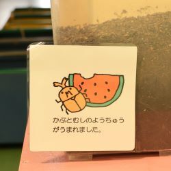 カブトムシの幼虫が産まれました