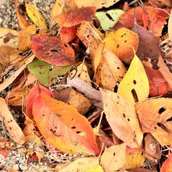 落ち葉がいっぱい