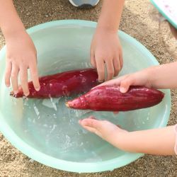 さつまいも洗い