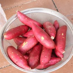 やきいもの為に洗ったさつまいも