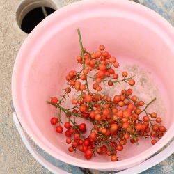 南天の実を集めた