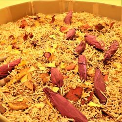 やきいも探しの遊び場